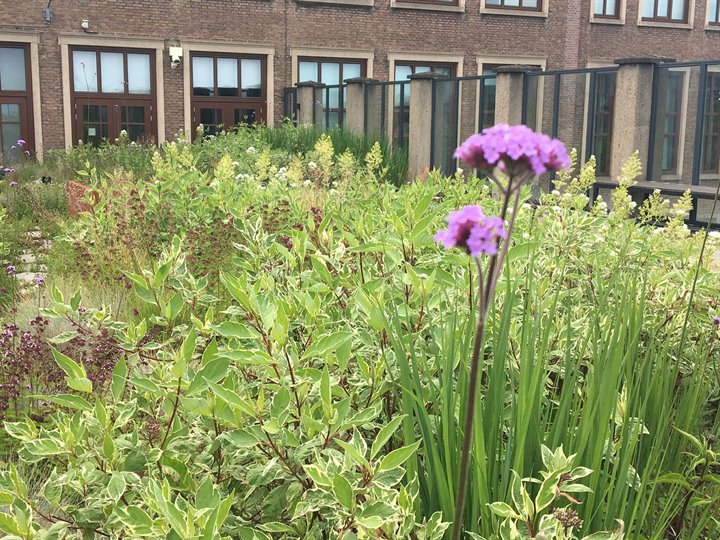 Foto van binnentuin met bloeiende planten die duurzaamheid uitbeeldt